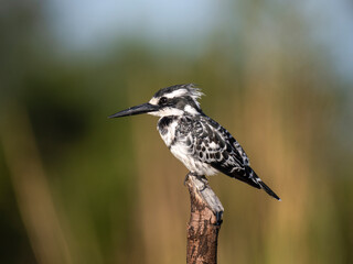 Graufischer (Ceryle rudis)