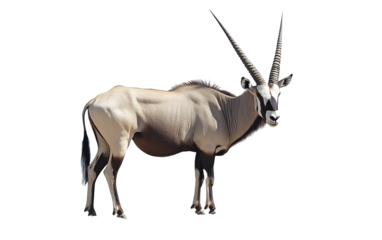 Gemsbok oryx on transparent background, png	