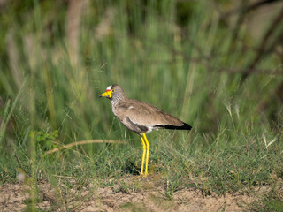 Senegalkiebitz (Vanellus senegallus)