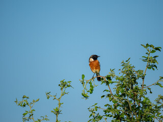 Afrikaschwarzkehlchen (Saxicola torquatus).