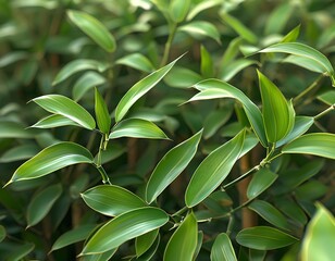 Obraz premium bamboo leaves