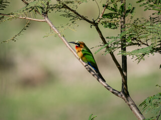 Weißstirnspint (Merops bullockoides)