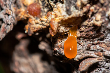 Macro Details of Amber Resin on a Tree