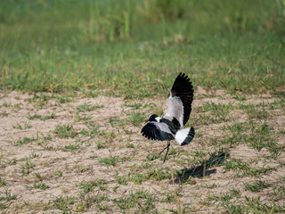 Schmiedekiebitz, Waffenkiebitz (Vanellus armatus)