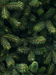 Christmas tree branches, background of green fir branches. Christmas background. Spruce branches