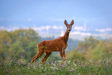 Roe deer doe on a grass filed