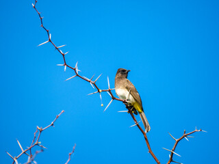 Gelbsteißbülbül (Pycnonotus xanthopygos)
