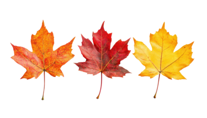 A close-up of three maple leaves with varying autumn colors isolated on a black background.