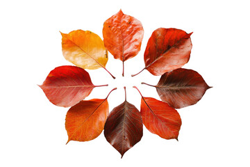 Fototapeta premium A close-up shot of eight autumn leaves arranged in a circular pattern against a black background.