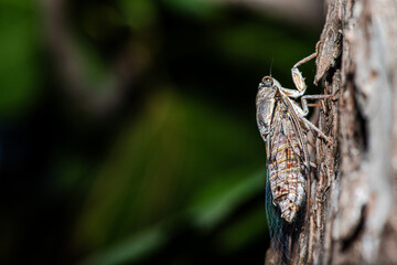 Macro Details of a Camouflaged Cicada on a Tree