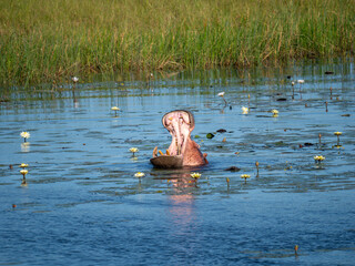 Flusspferd (Hippopotamus amphibius)
