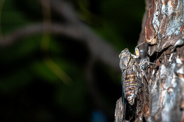 Macro Details of a Camouflaged Cicada on a Tree