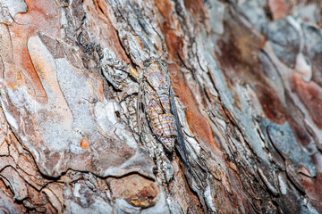 Macro Details of a Camouflaged Cicada on a Tree