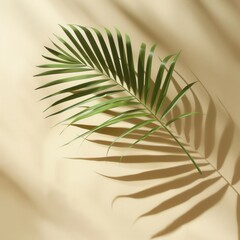 Fototapeta premium Palm Leaf Shadow