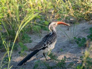 Obraz premium Rotschnabeltoko (Tockus erythrorhynchus)