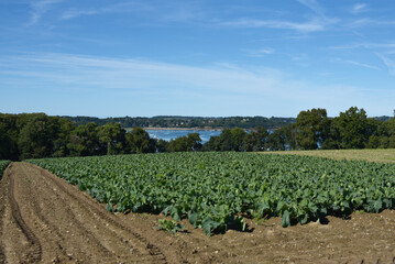 champ, vue sur La Rance