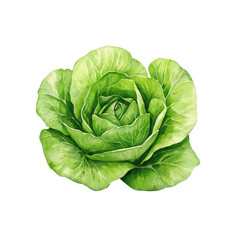 Obraz premium Fresh green lettuce with rich leaves and vibrant color