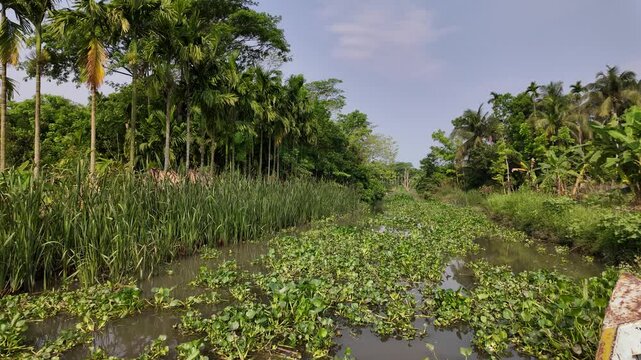 Local boats rowing in the middle of hyacinths, Barisal, Banaripara, Bangladesh