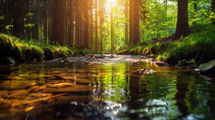 An image of a clear stream in a forest, symbolizing the natural source of clean drinking water and its environmental importance.