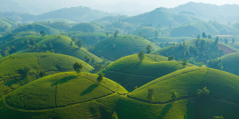 Aerial view of Long Coc tea hill, one of the most beautiful tea plantation in Vietnam. Nature background © Satoriphotos