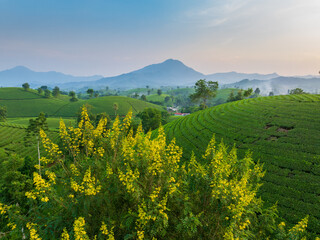 Fototapeta premium Aerial view of Long Coc tea hill, one of the most beautiful tea plantation in Vietnam. Nature background