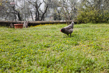 Pedigree laying hens walking on the grass in the garden