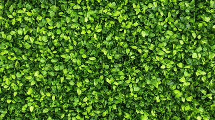 Lush Green Foliage Texture Background   Natural Seamless Pattern