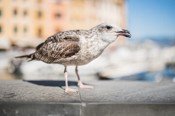 A large hungry sea gull poses on the shore for tourists for a treat - Mediterranean birds