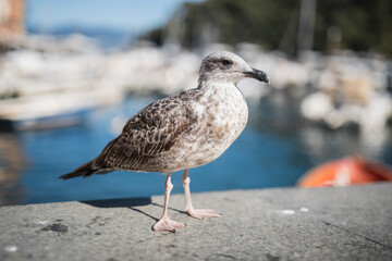 A large hungry sea gull poses on the shore for tourists for a treat - Mediterranean birds