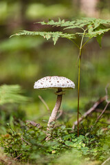 Forest poisonous mushroom on a tall white stem in the grass
