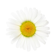 Chamomile flower isolated on a transparent background. Stock photo.