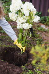 Gardener working in the backyard - landscaping and landscape design of a country house and garden - decorative plants in the yard