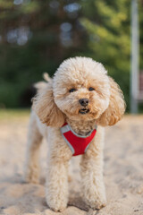 Toy poodle happily walking on the lake beach - cute fluffy puppy