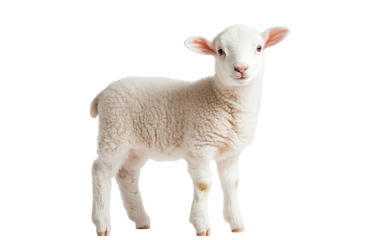 Cute white lamb on transparent background, png	