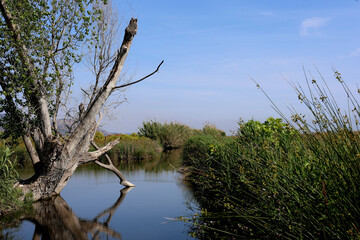 clear water lake with a tree
