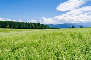 椛の湖自然公園のソバの花（岐阜県中津川市坂下）