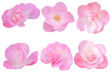 Fototapeta premium Six Soft pink roses on white background.Photo with clipping path.