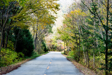 Straight road through the deep forest