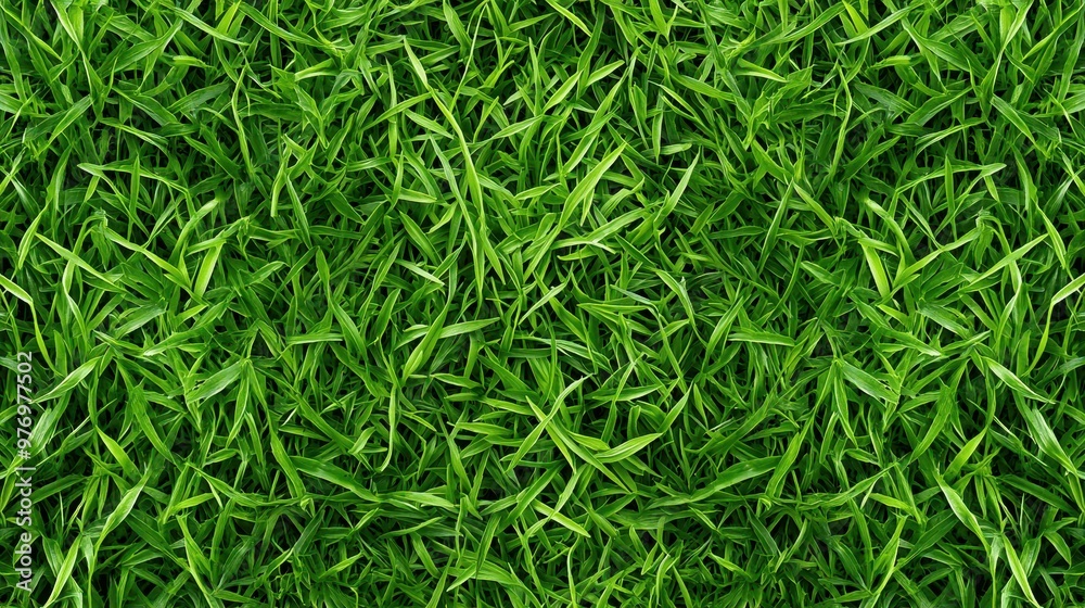 Wall mural green grass blades seamless texture background