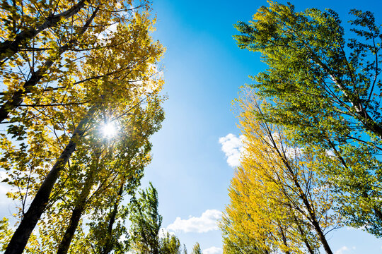 Looking up on clear blue sky with yellow poplar trees