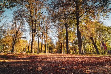 Fototapeta premium autumn in the prater park in vienna