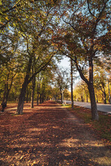 autumn in the prater park in vienna