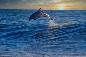 Fototapeta premium surfing Rincon point in California