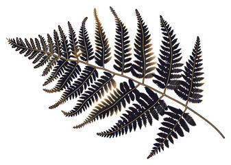 PNG Elegant fern leaf illustration