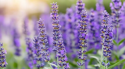 Obraz premium Blooming Lavender Flowers in a Field with Soft Background