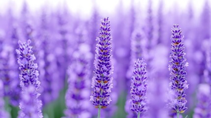 Fototapeta premium Lavender Field with Purple Flowers and Blurred Background