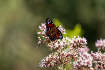 European Common Peacock butterfly (Aglais io, Inachis io) feeding on Summer Lilac flower