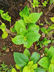 Seedlings of Pseuderanthemum Reticulatum plant in a garden. Also called Yellow-Vein Eranthemum, Golden Pseuderanthemum or Golden Net Bush. It is a species of evergreen shrub in the Acanthaceae family.