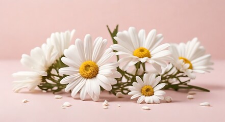 Obraz premium Minimal styled concept. White daisy chamomile flowers on pale pink background. Creative lifestyle, summer, spring concept. Copy space, flat lay, top view 