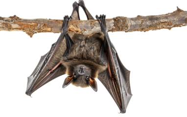 Spooky Bat Hanging Upside Down from a Tree Branch with Outspread Wings in a Shadowy Setting Isolated on Transparent Background PNG.